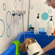 Slow Groom - banhos e tosquias de baixo stress - Lisboa - Pet Sitting