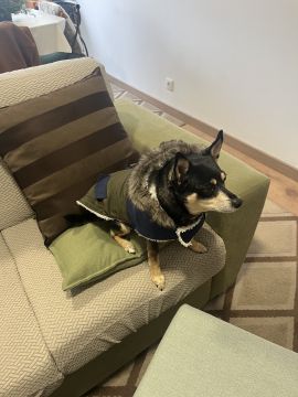 Hotel e Creche para Animais