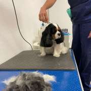 Slow Groom - banhos e tosquias de baixo stress - Lisboa - Dog Training - Private Lessons