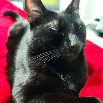 Maria Oliveira - Vila Nova de Gaia - Hotel for Cats
