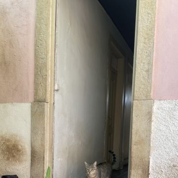 Patrulha Pet - Coimbra - Cuidados para Animais de Estimação