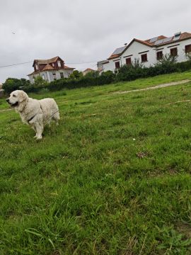 Sofia - Vila Nova de Gaia - Garde de chat