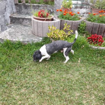 Patrulha Pet - Coimbra - Dog Walking