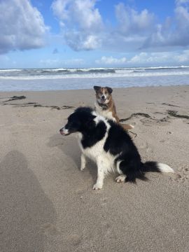Hotel para Cães