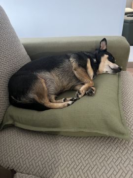 Hotel para Cães