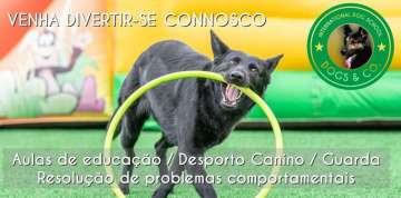Dogs And Co - Cascais - Dog Sitting