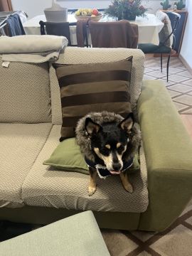 Hotel para Cães