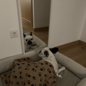 Pet Sisters Sara & Inês - Montijo - Hundepension
