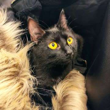 Maria Oliveira - Vila Nova de Gaia - Cat Sitting