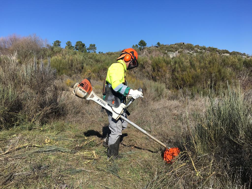 José Teixeira - Moimenta da Beira - Tree Trimming and Maintenance