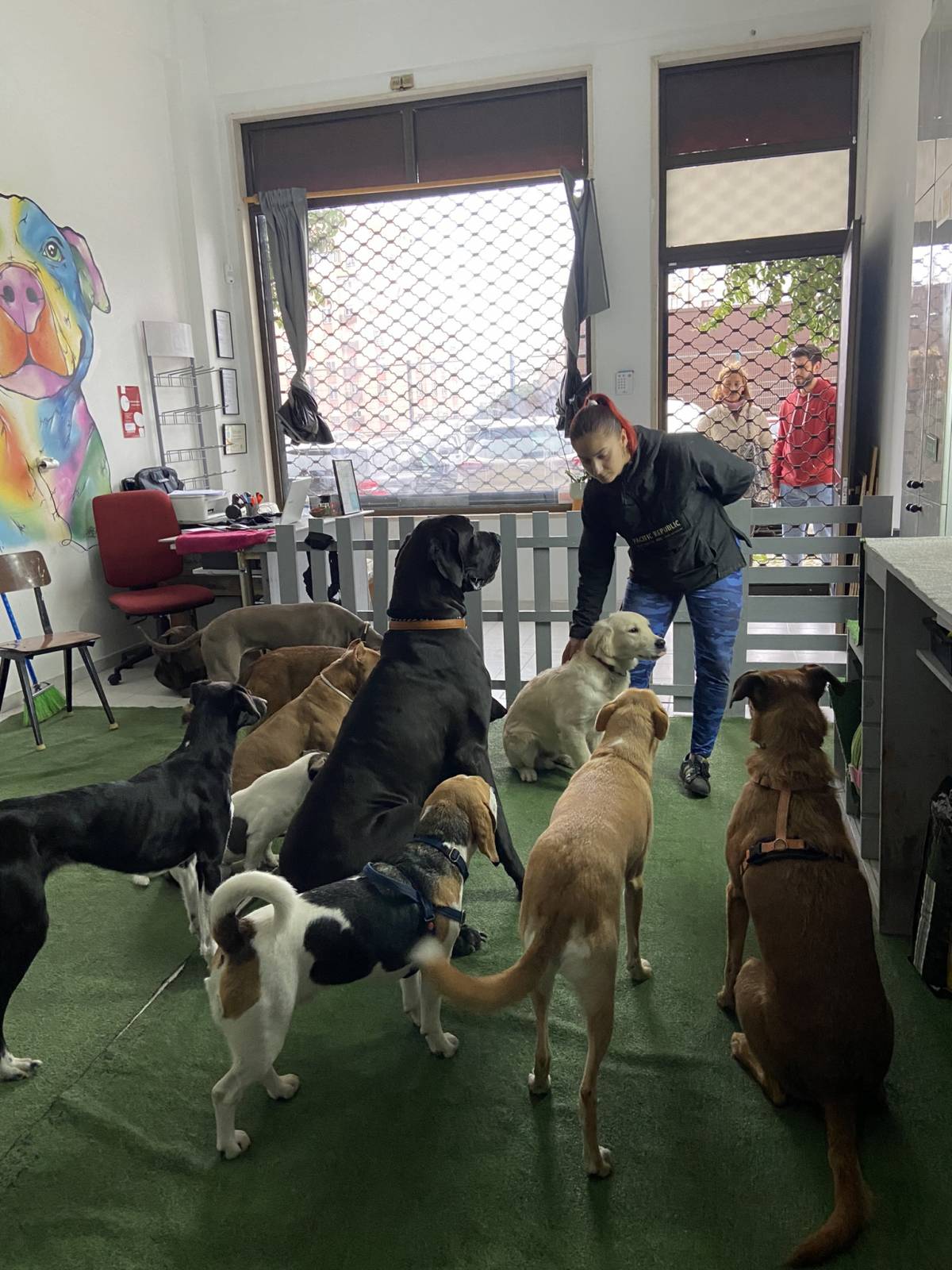 CAYS - Centro Animal Yara Sobral - Sintra - Creche para Cães