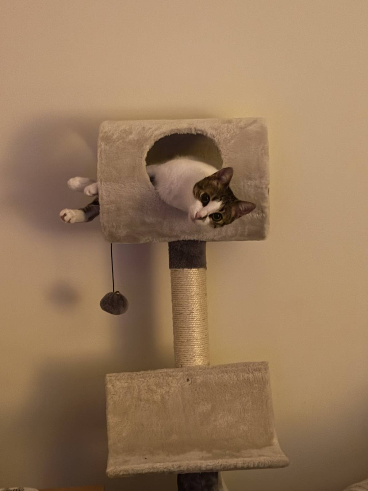 Paws & Care Petsitting - Nazaré - Creche para Cães