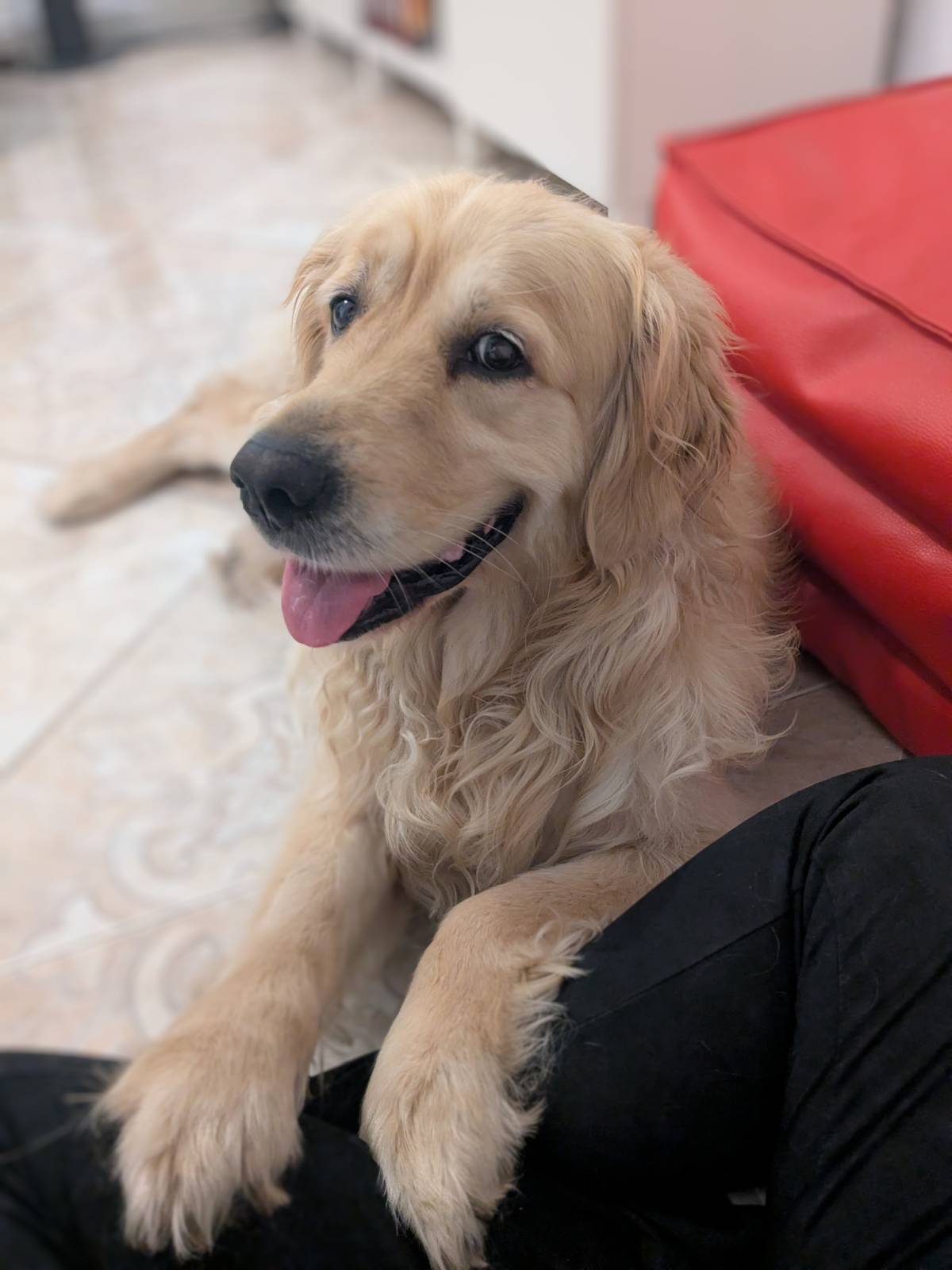 Juliana Bardini - Pet Sitter Famalicão - Vila Nova de Famalicão - Katzenpension