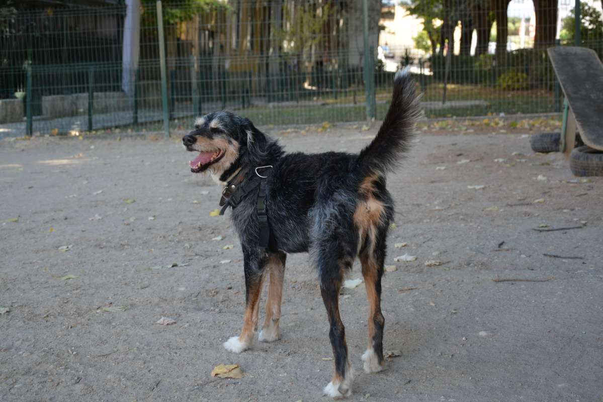 Cão Bento Lisboa - Almada - Hotel de Animais de Estimação