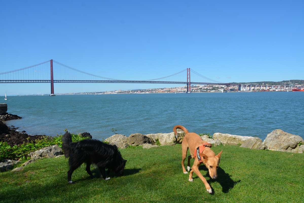 Cão Bento Lisboa - Almada - Creche para Cães