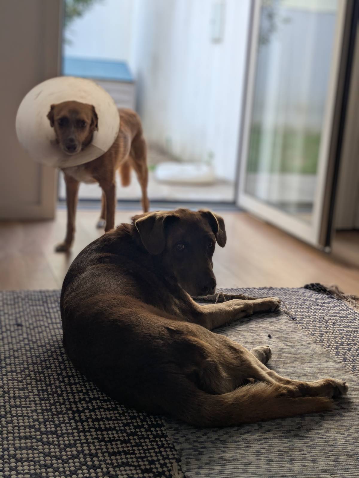 Juliana Bardini - Pet Sitter Famalicão - Vila Nova de Famalicão - Hundesitter