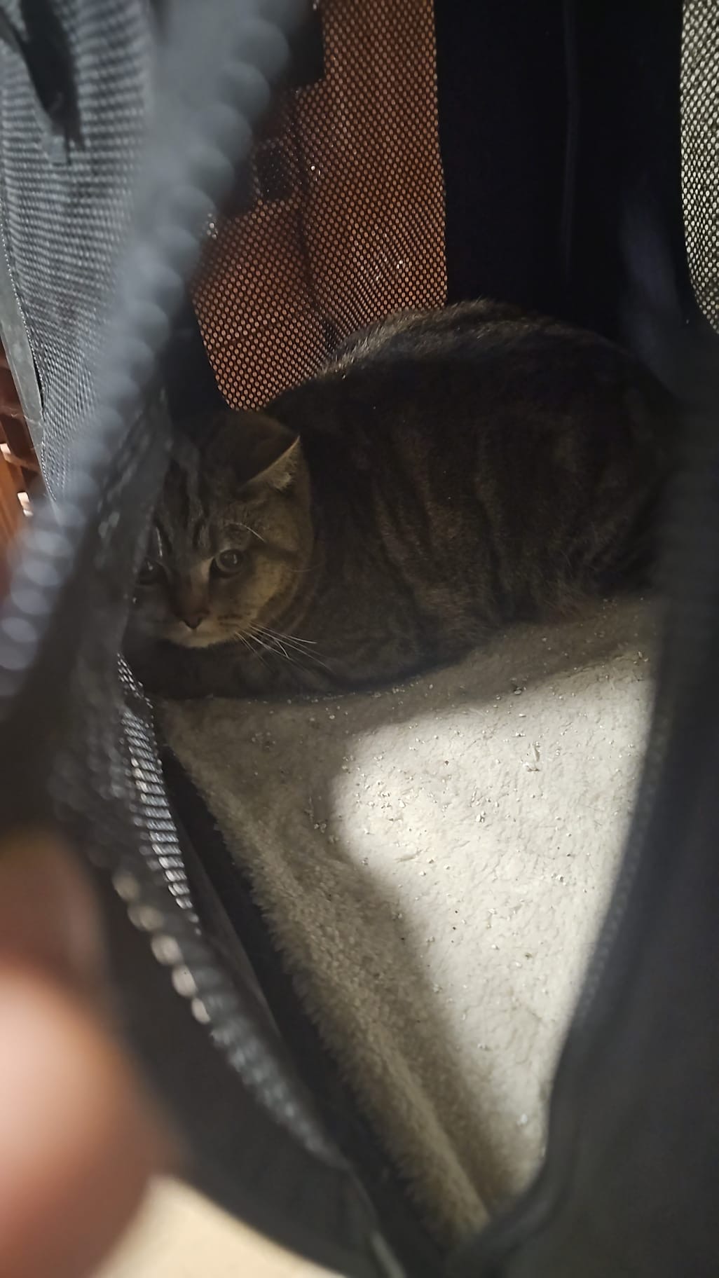 Hôtel pour chats - Animaux
