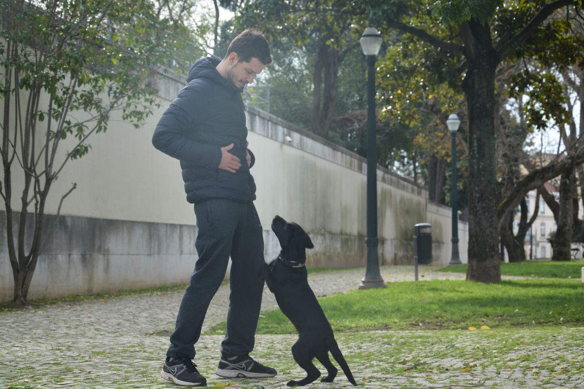 Cão Bento Lisboa - Almada - Hotel para Gatos
