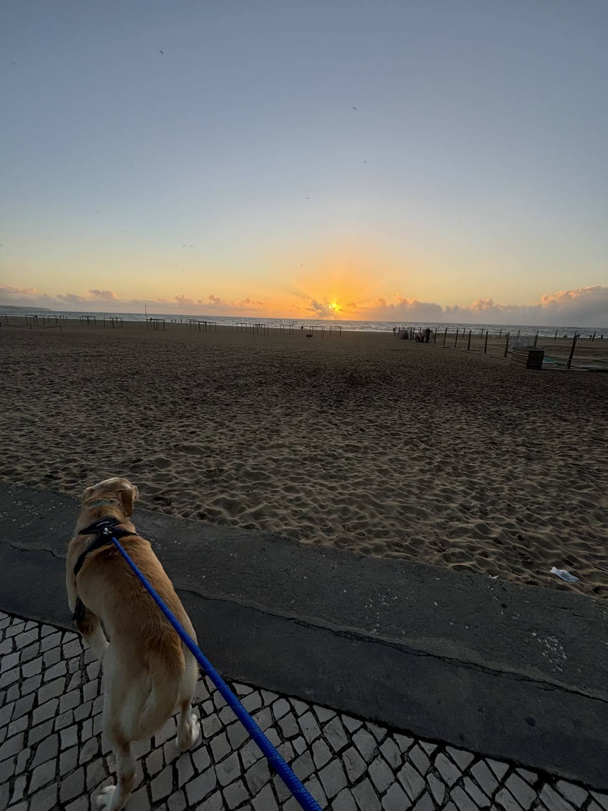 Paws & Care Petsitting - Nazaré - Hotel para Cães