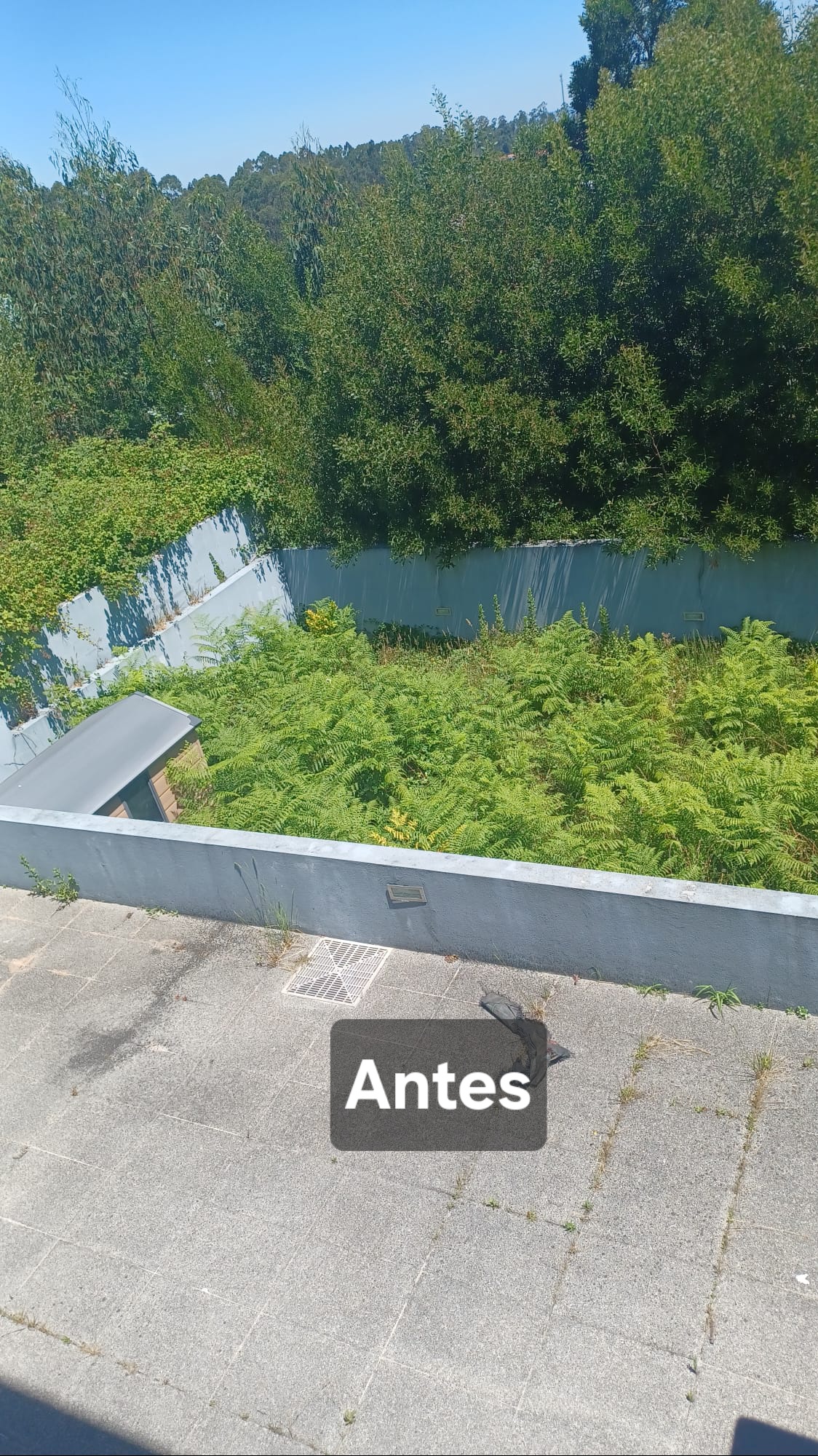 Andre Noro - Porto - Enlèvement de souches d’arbres