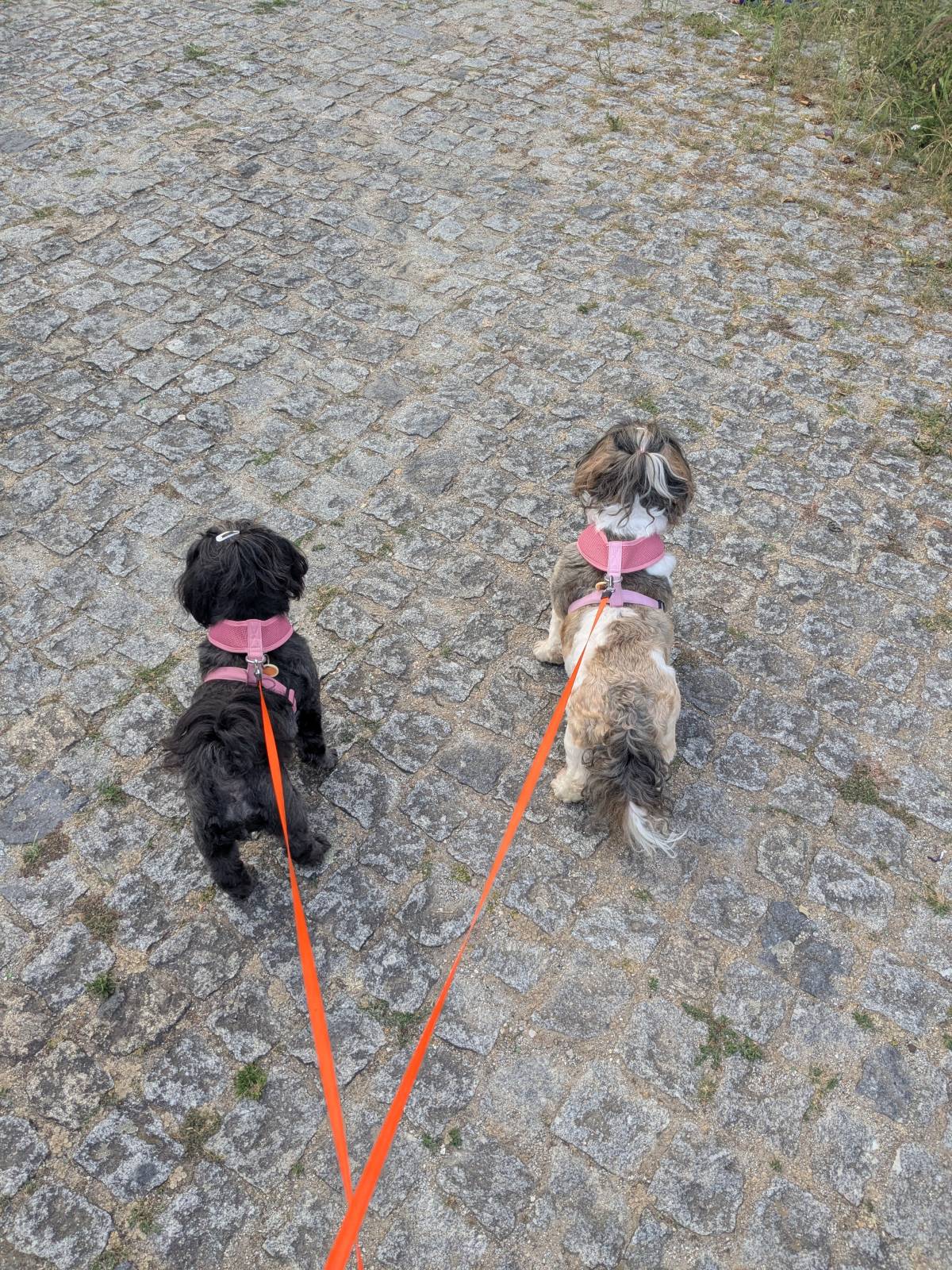 Juliana Bardini - Pet Sitter Famalicão - Vila Nova de Famalicão - Tierpension