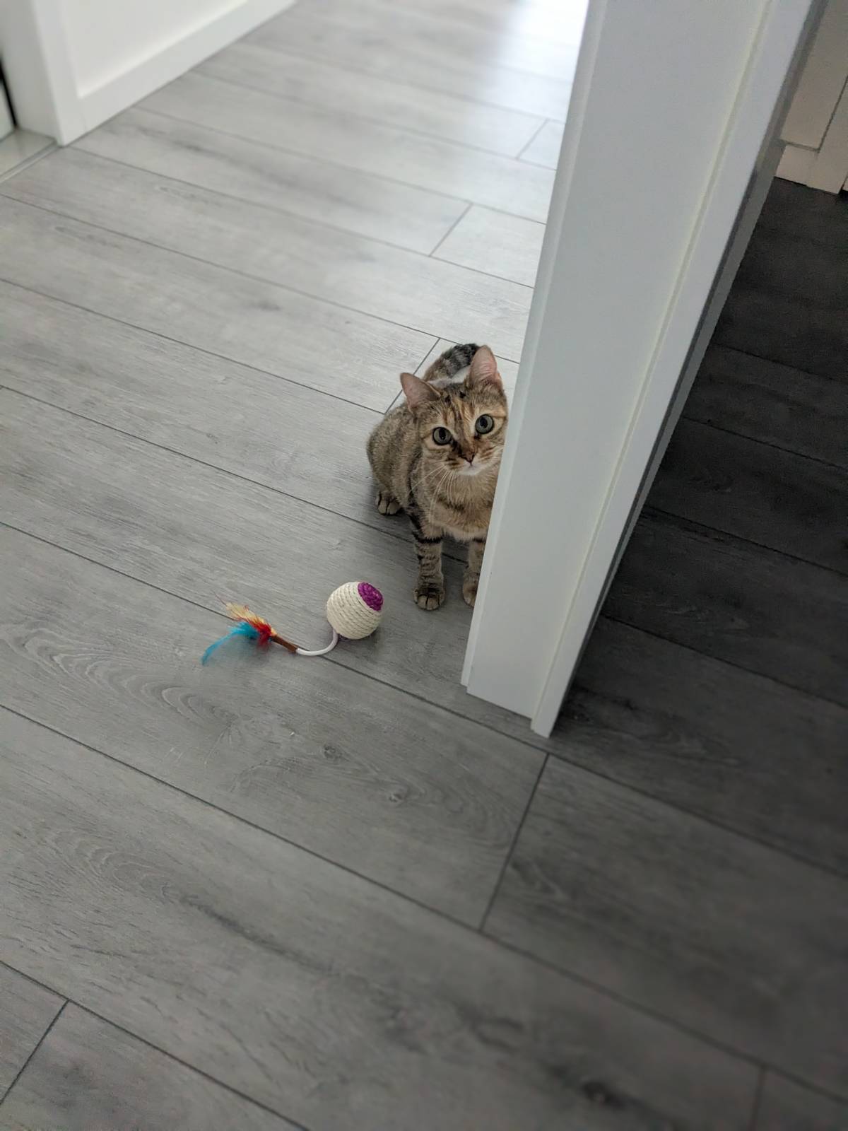 Juliana Bardini - Pet Sitter Famalicão - Vila Nova de Famalicão - Katzensitter