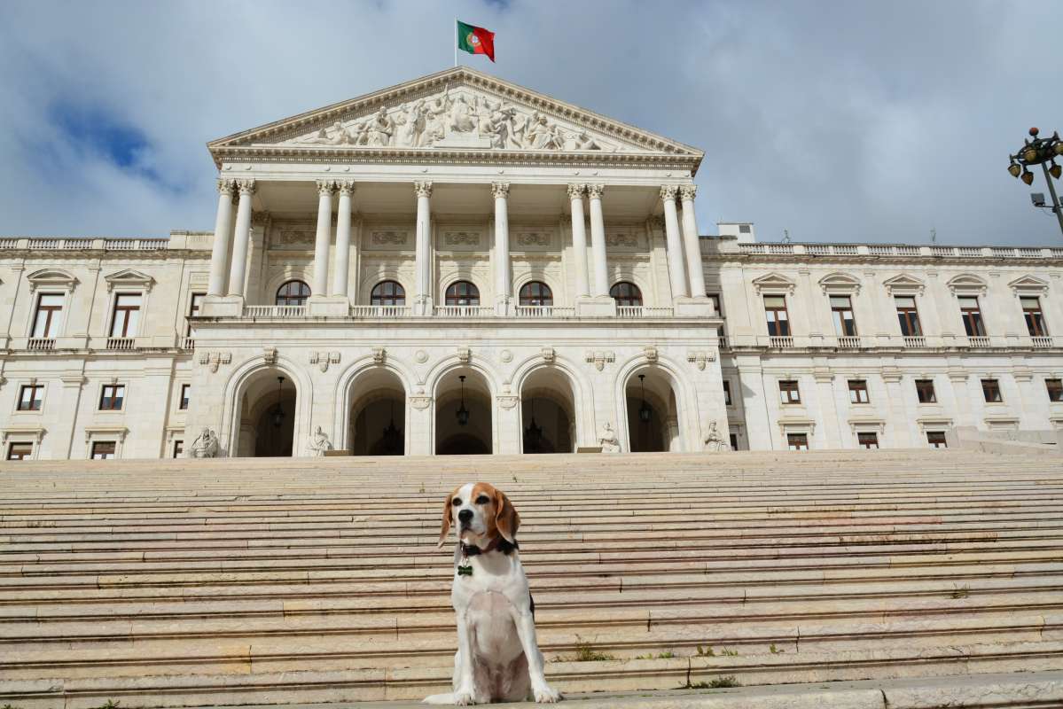 Cão Bento Lisboa - Almada - Pet Sitting