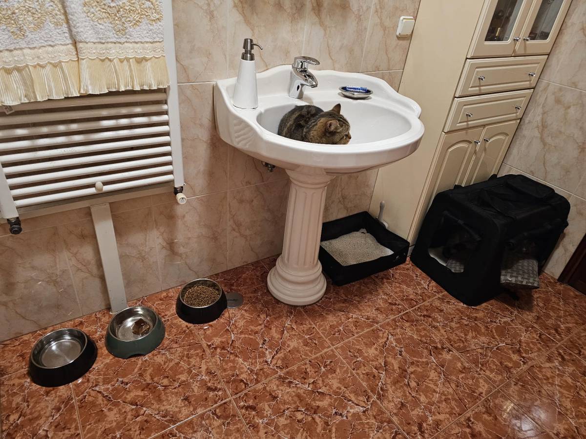 Hôtel pour chats