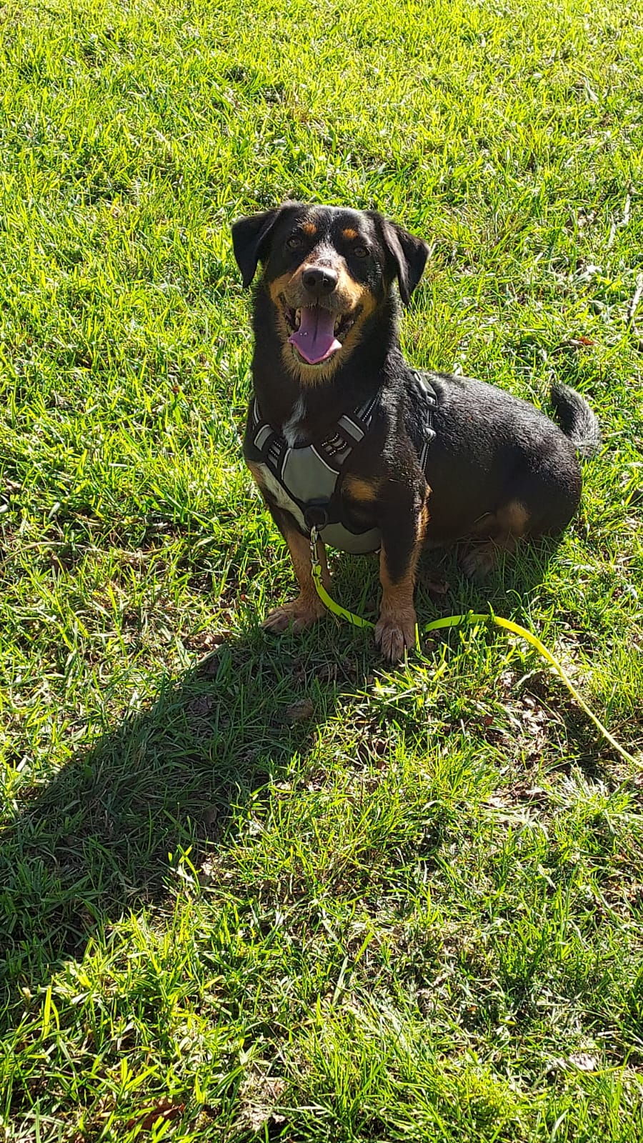 mixdogs - Porto - Dog Sitting