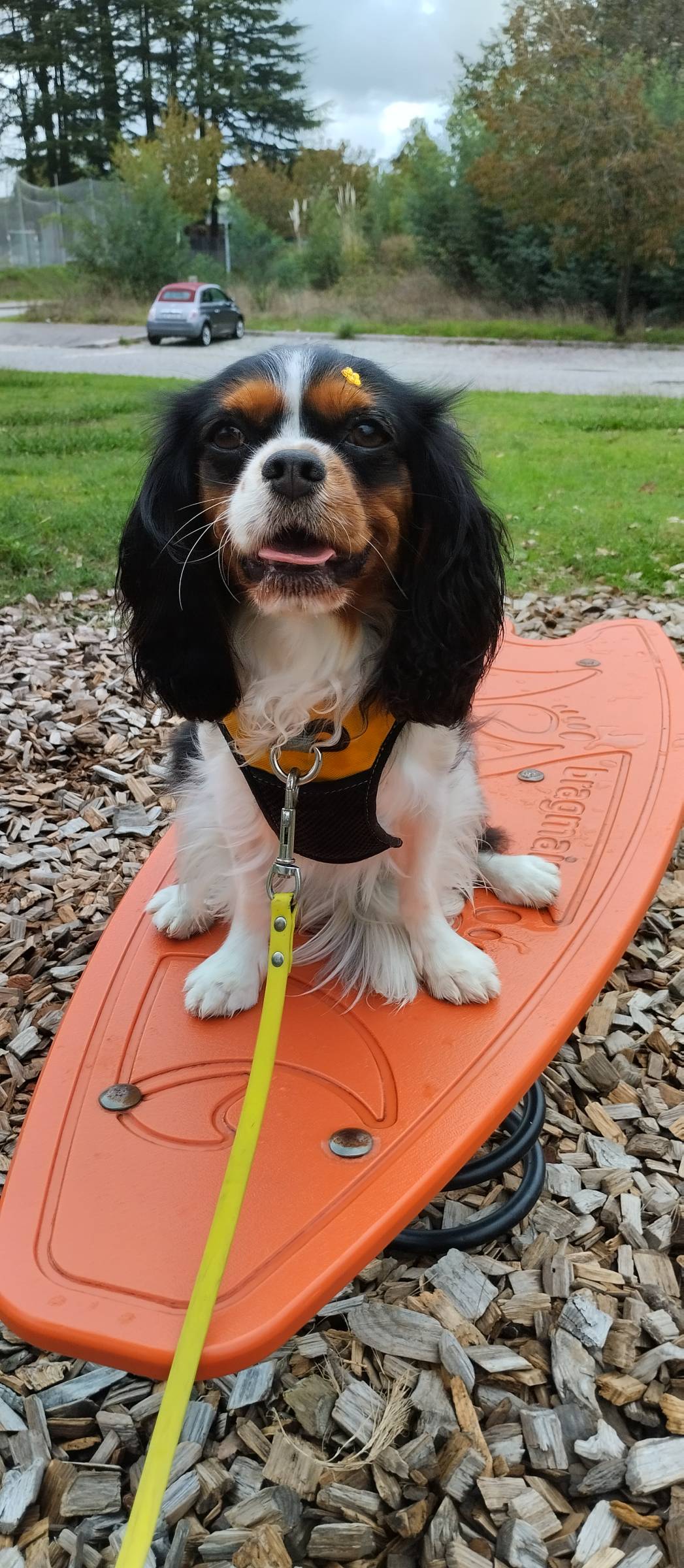 mixdogs - Porto - Dog Training - Private Lessons