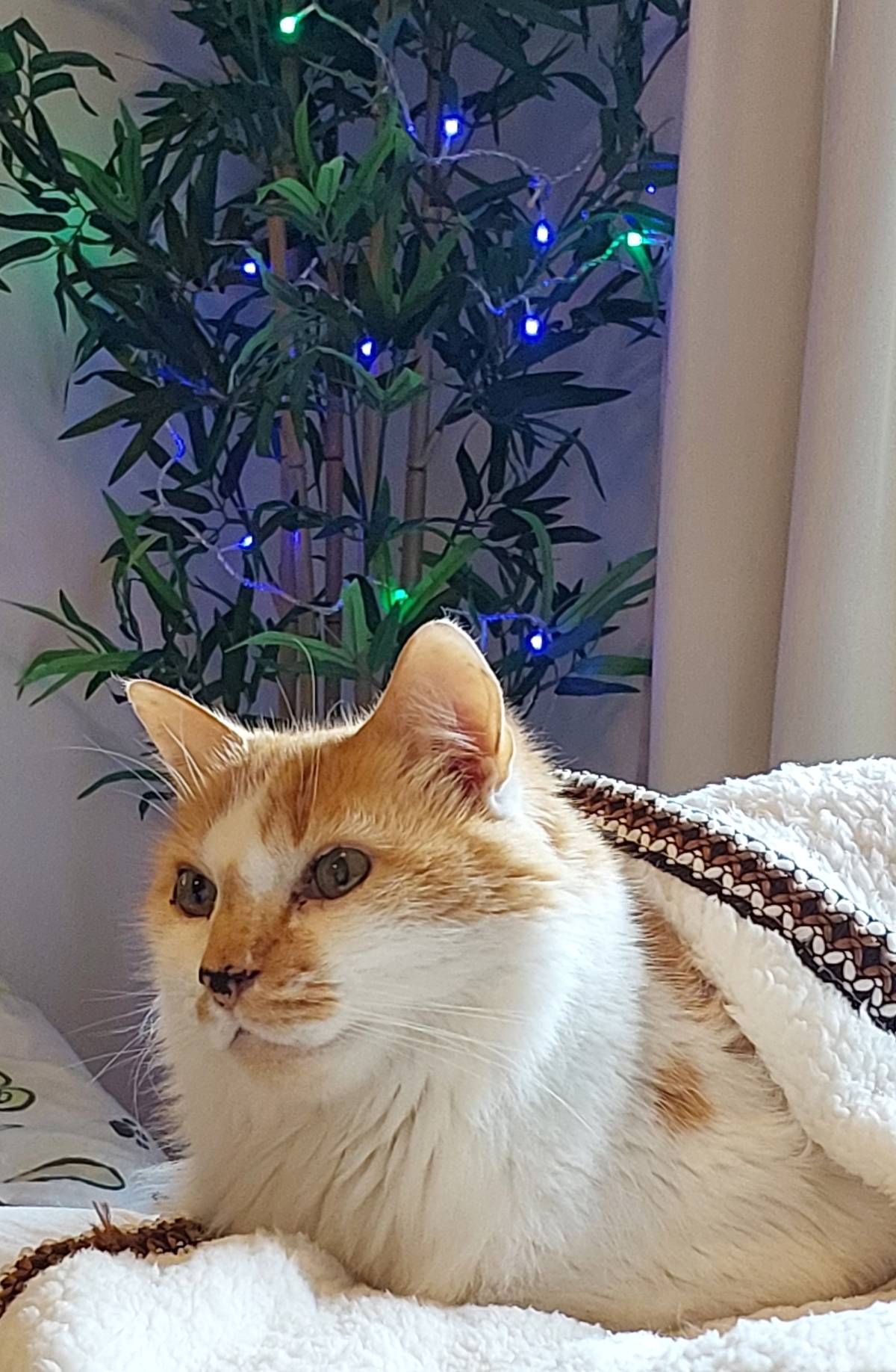 Alê - Braga - Pet Sitting