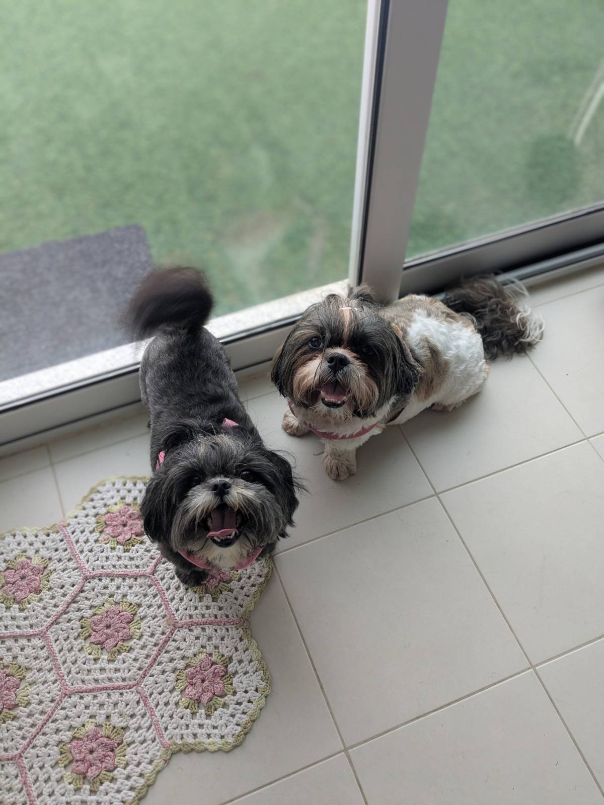 Juliana Bardini - Pet Sitter Famalicão - Vila Nova de Famalicão - Haustiere - Pflege