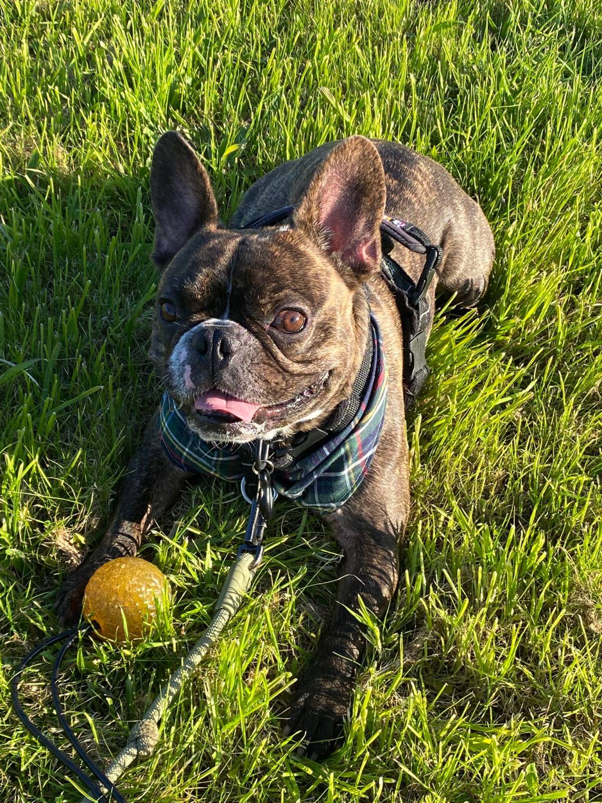 mixdogs - Porto - Dog Walking