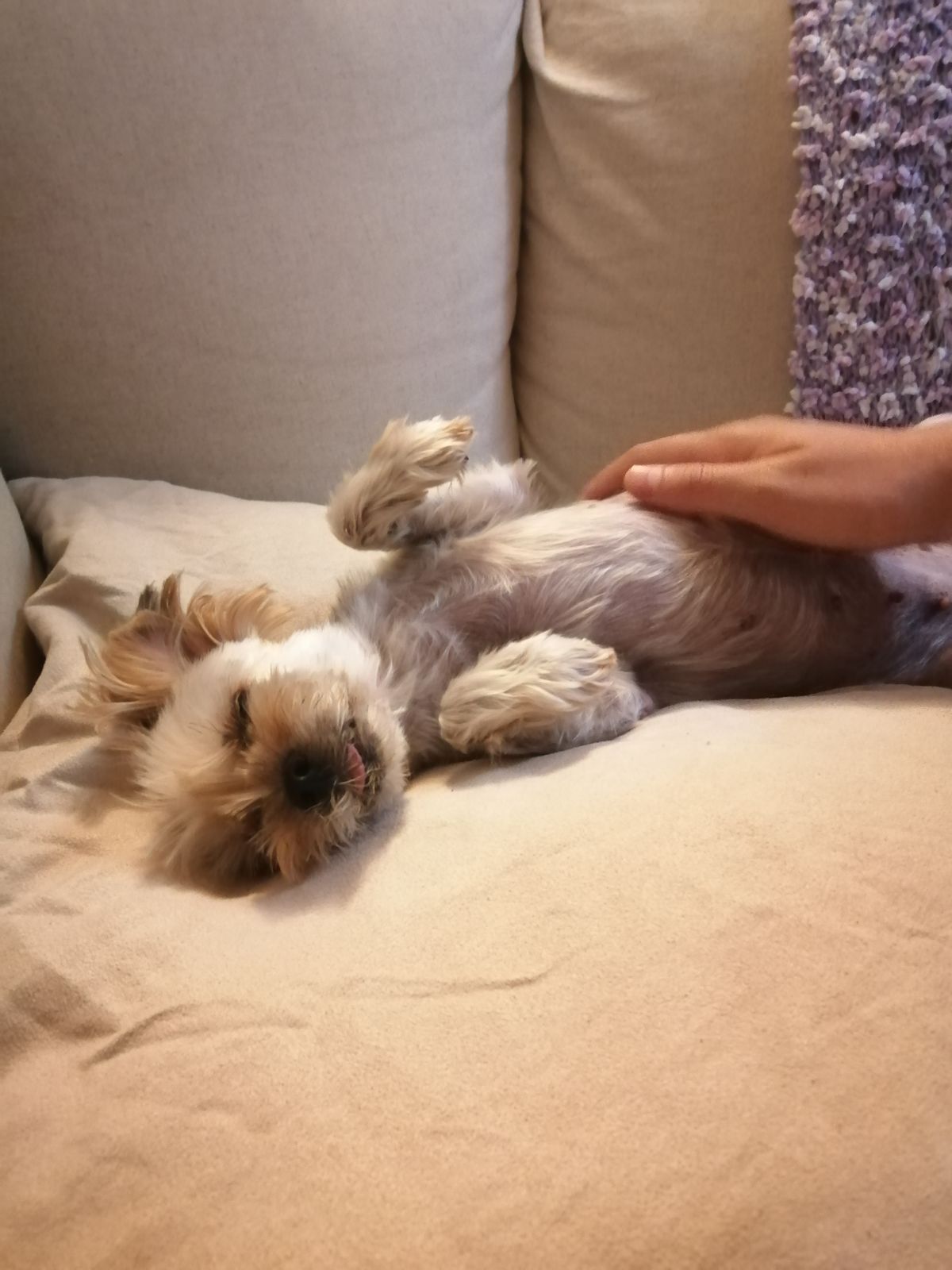 Cão Bento Lisboa - Almada - Pet Sitting e Pet Walking
