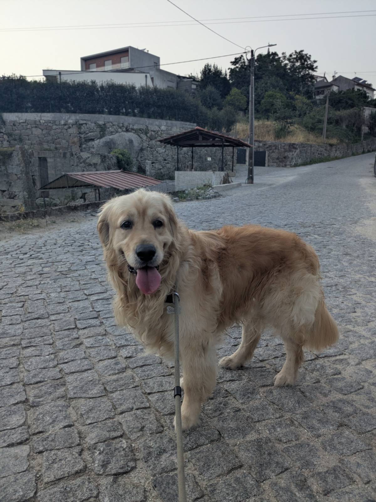 Juliana Bardini - Pet Sitter Famalicão - Vila Nova de Famalicão - Haustierbetreuung