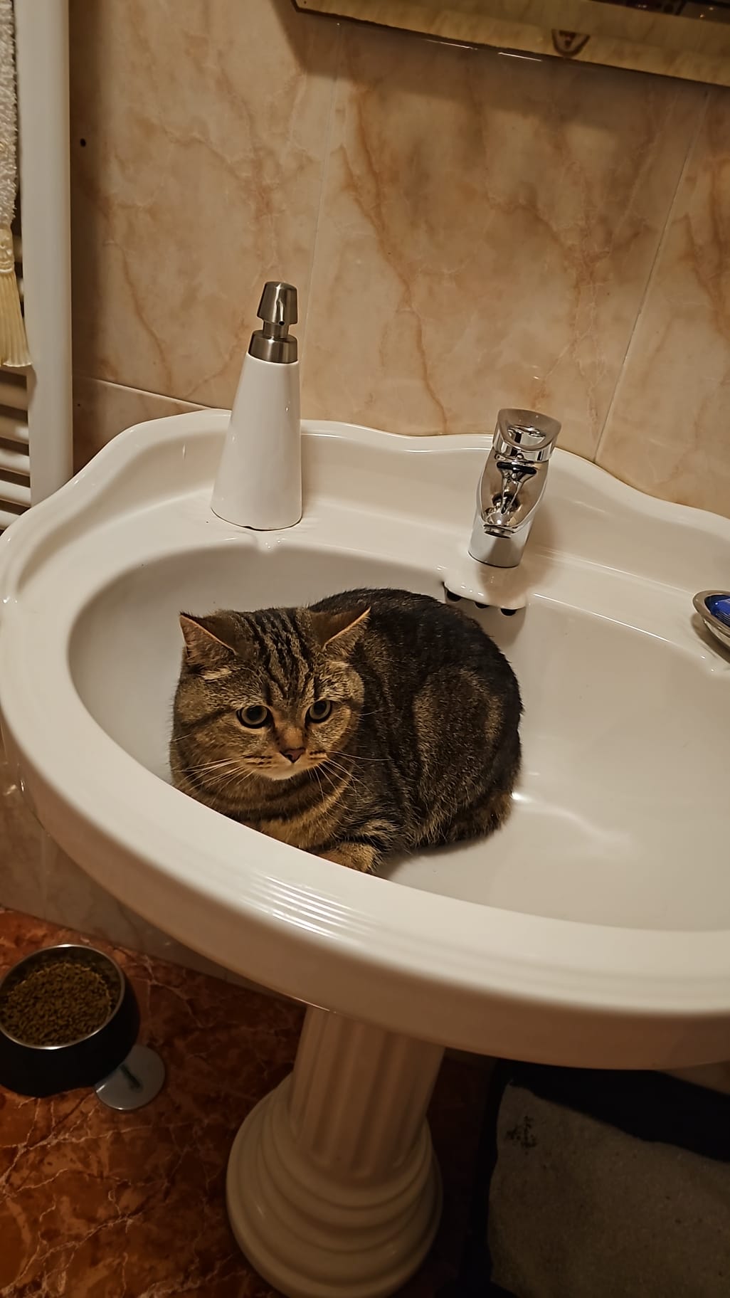 Hôtel pour chats