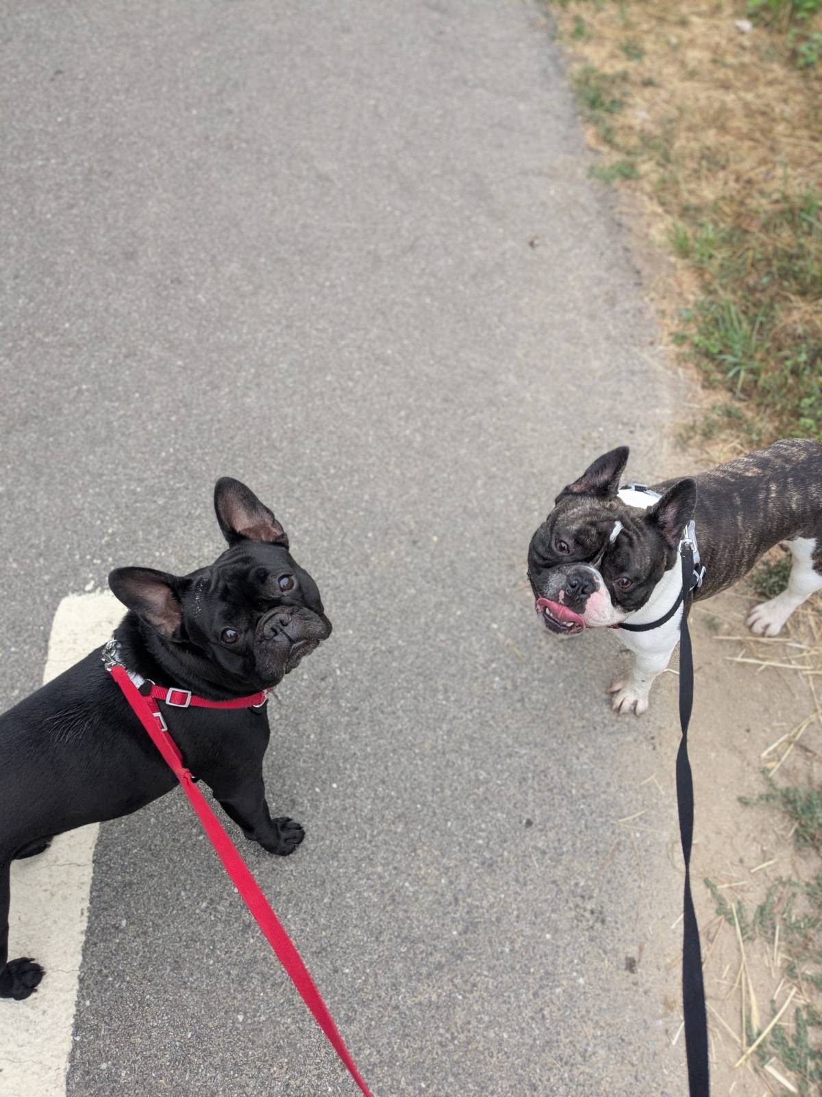 Juliana Bardini - Pet Sitter Famalicão - Vila Nova de Famalicão - Haustierbetreuung und Tierpension