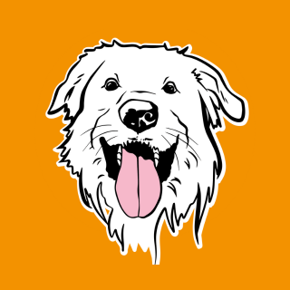 mixdogs - Porto - Pet Training
