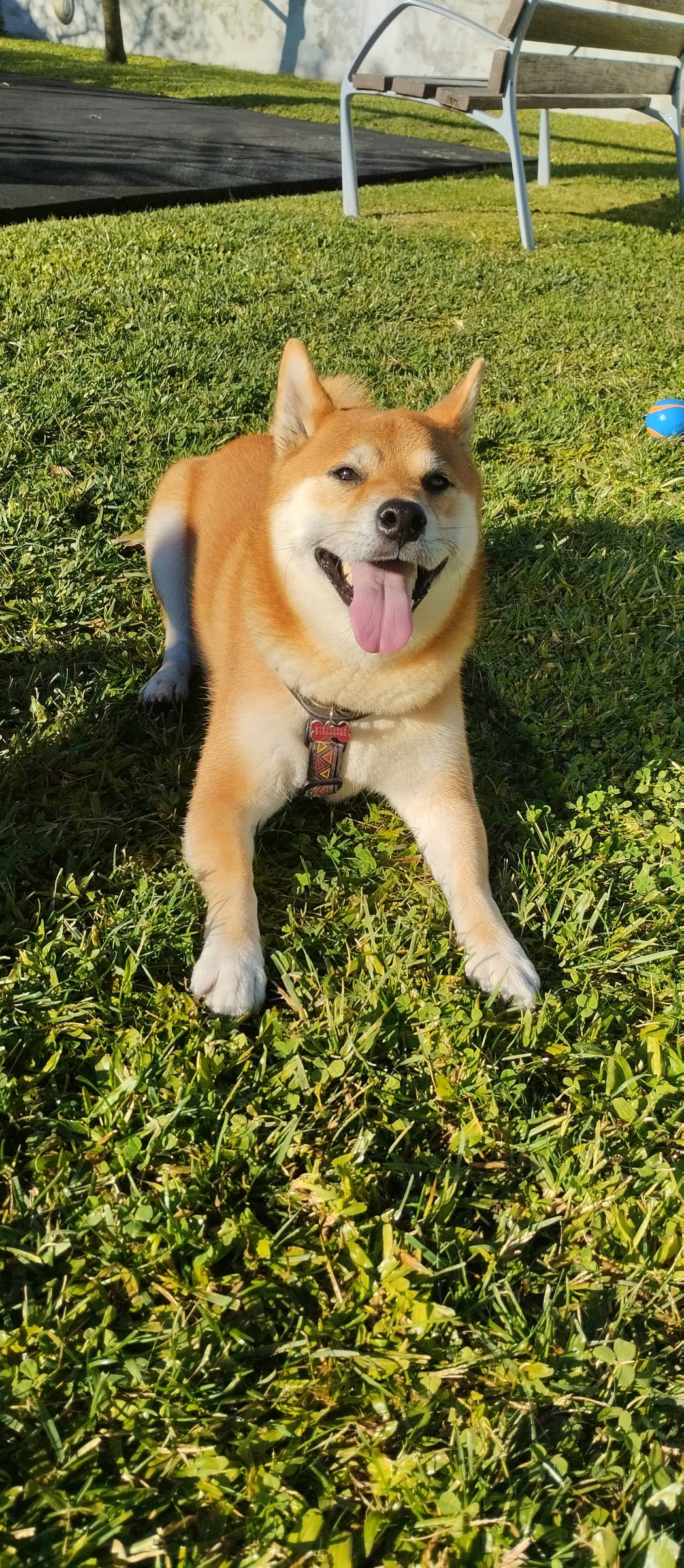 mixdogs - Porto - Dog Training