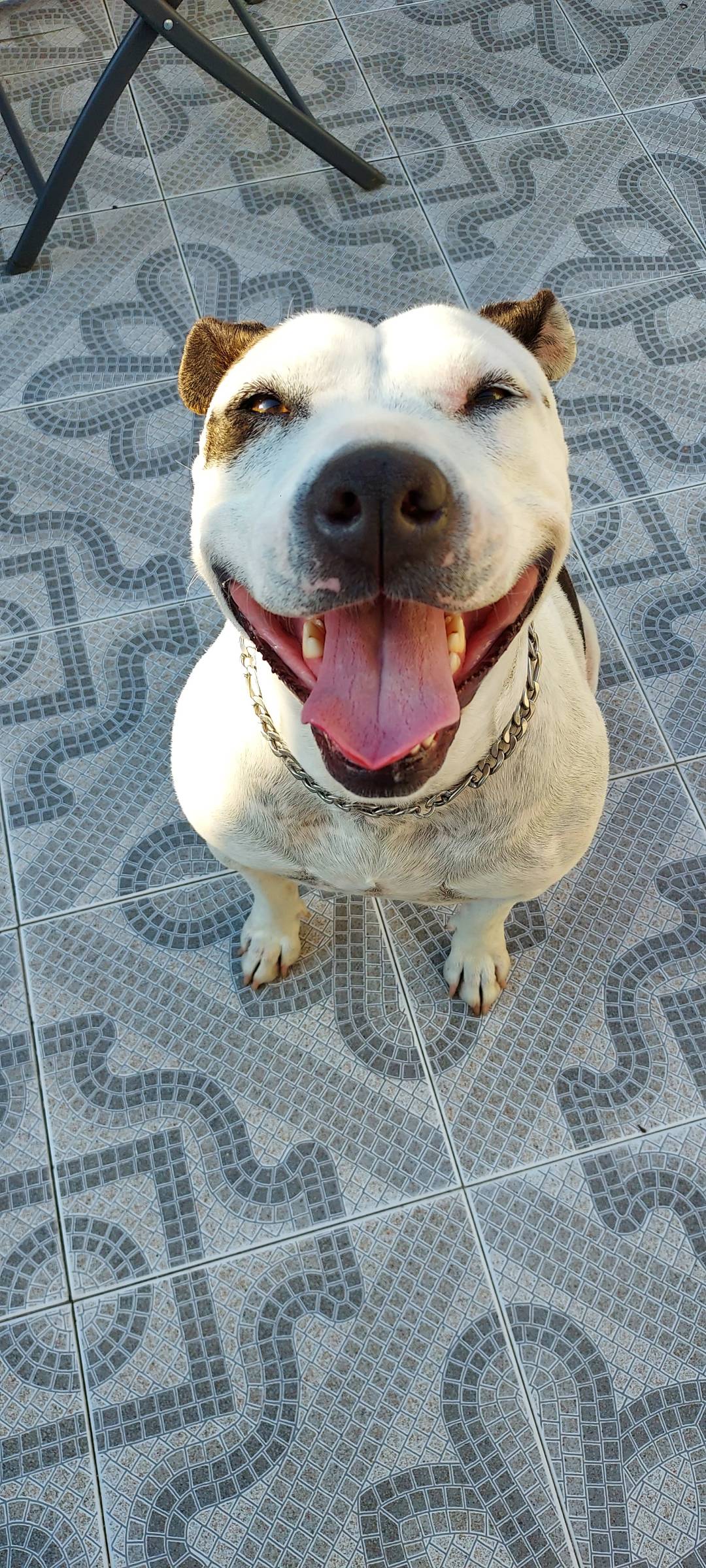 mixdogs - Porto - Dog Walking
