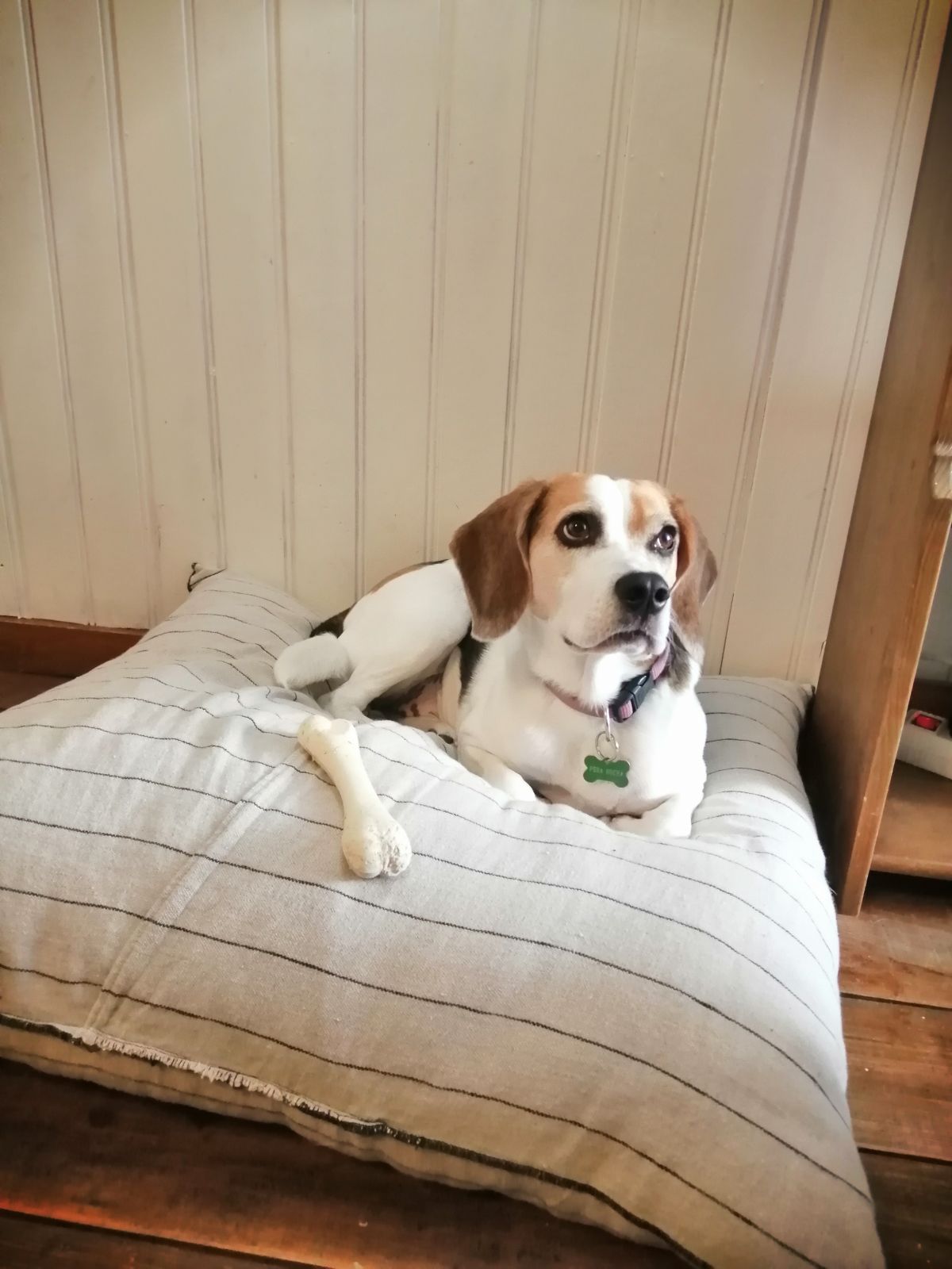 Cão Bento Lisboa - Almada - Hotel e Creche para Animais