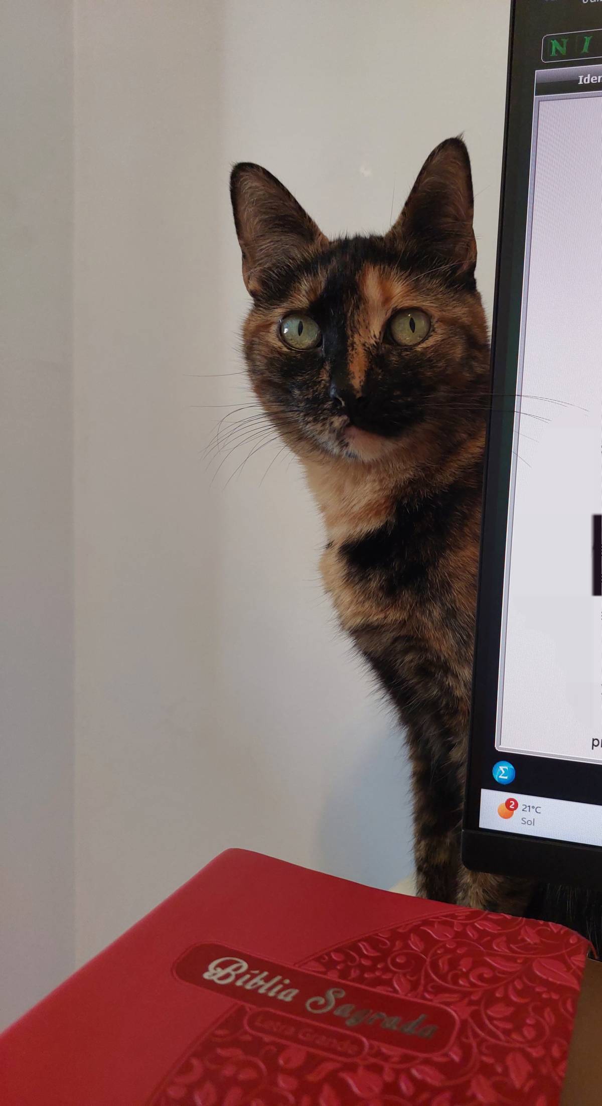 Alê - Braga - Pet Sitting e Pet Walking