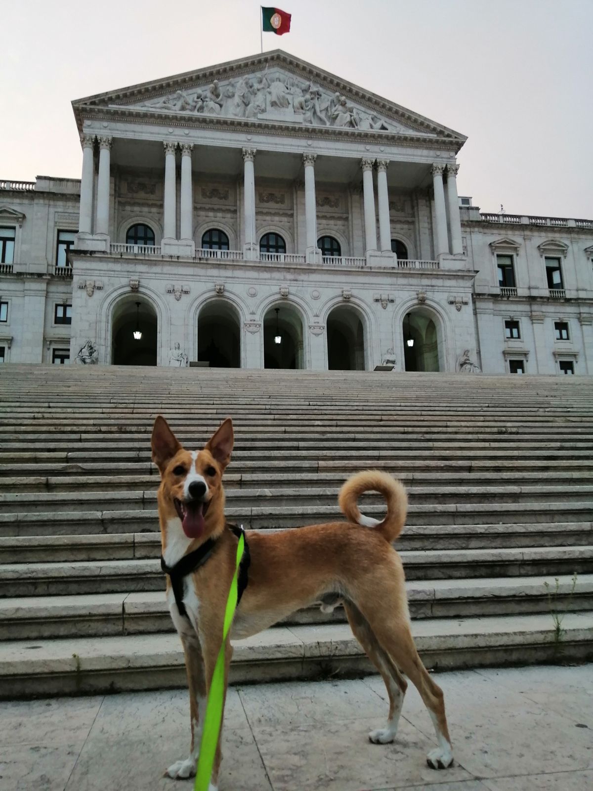 Cão Bento Lisboa - Almada - Hotel de Animais de Estimação