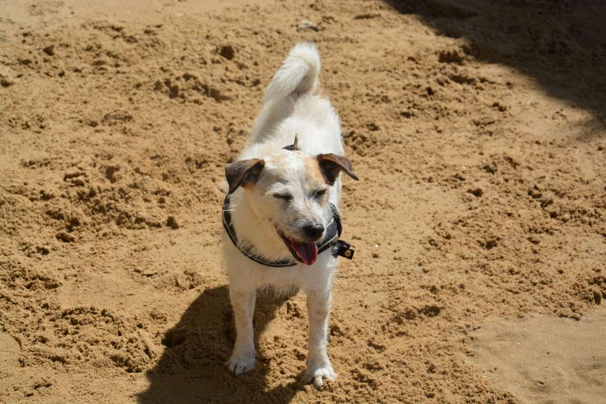 Cão Bento Lisboa - Almada - Hotel e Creche para Animais