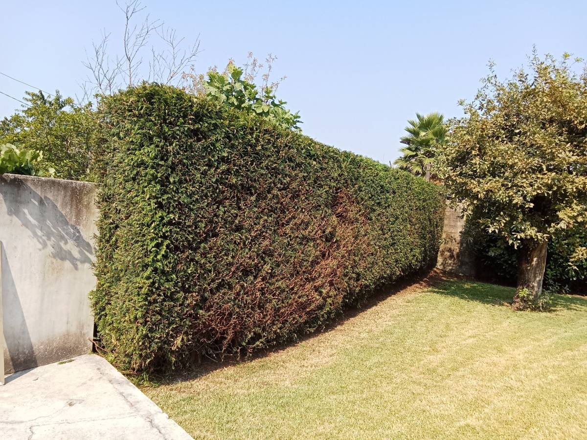 Miguel correia - Vila Verde - Poda y mantenimiento de árboles