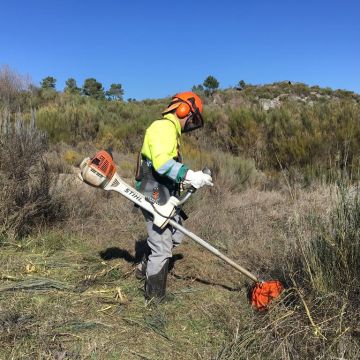 José Teixeira - Moimenta da Beira - Tree Trimming and Maintenance