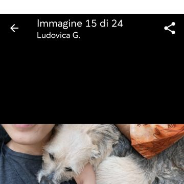 Ludo Dog Sitting Lisboa - Lisboa - Hotel para Cães