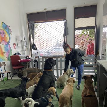 CAYS - Centro Animal Yara Sobral - Sintra - Creche para Cães
