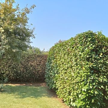 Miguel correia - Vila Verde - Trituración y eliminación de tocones