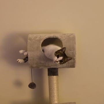 Paws & Care Petsitting - Nazaré - Creche para Cães